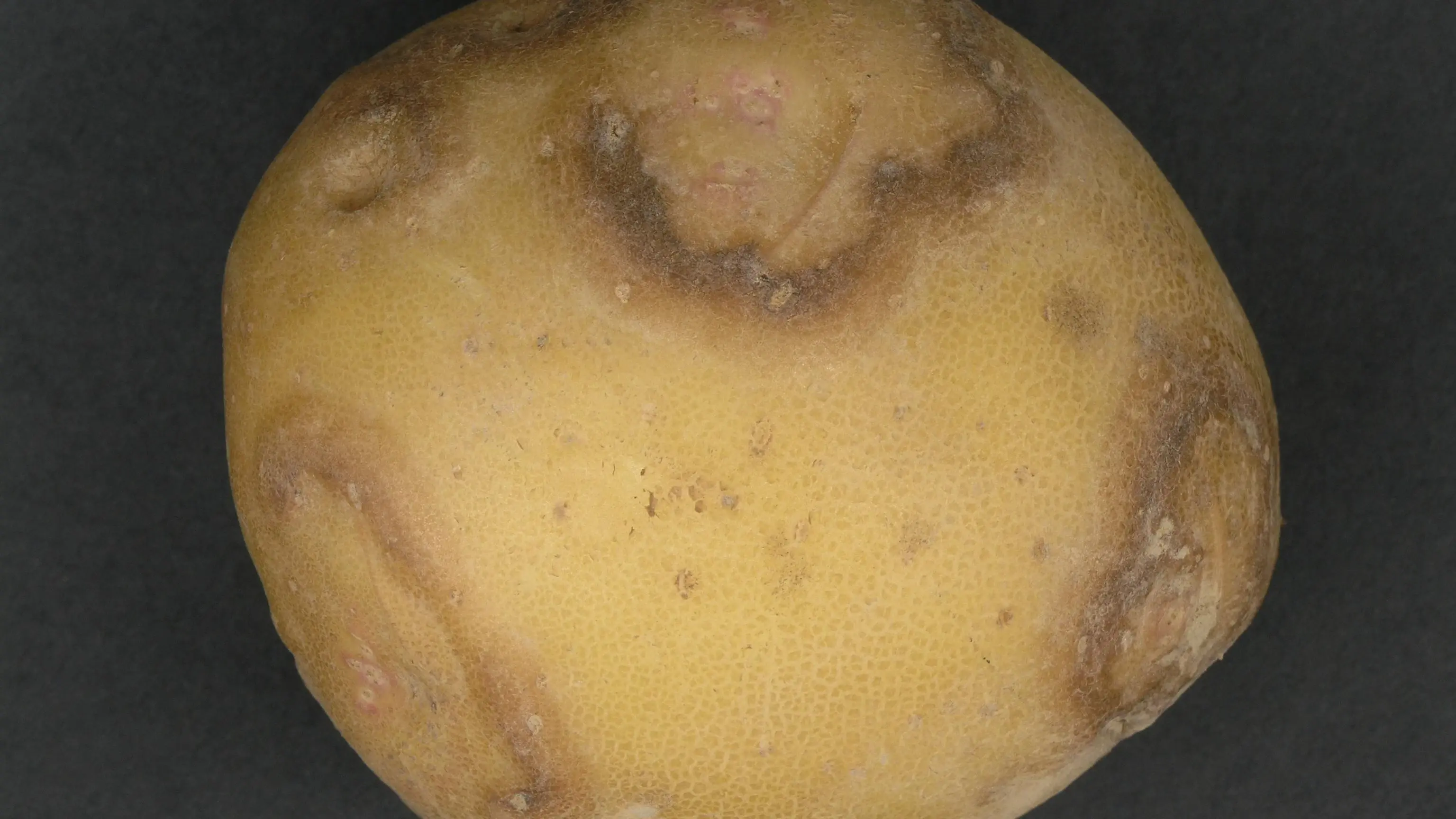 Tubercule de pomme de terre présentant des anneaux nécrosés dus au virus PVY