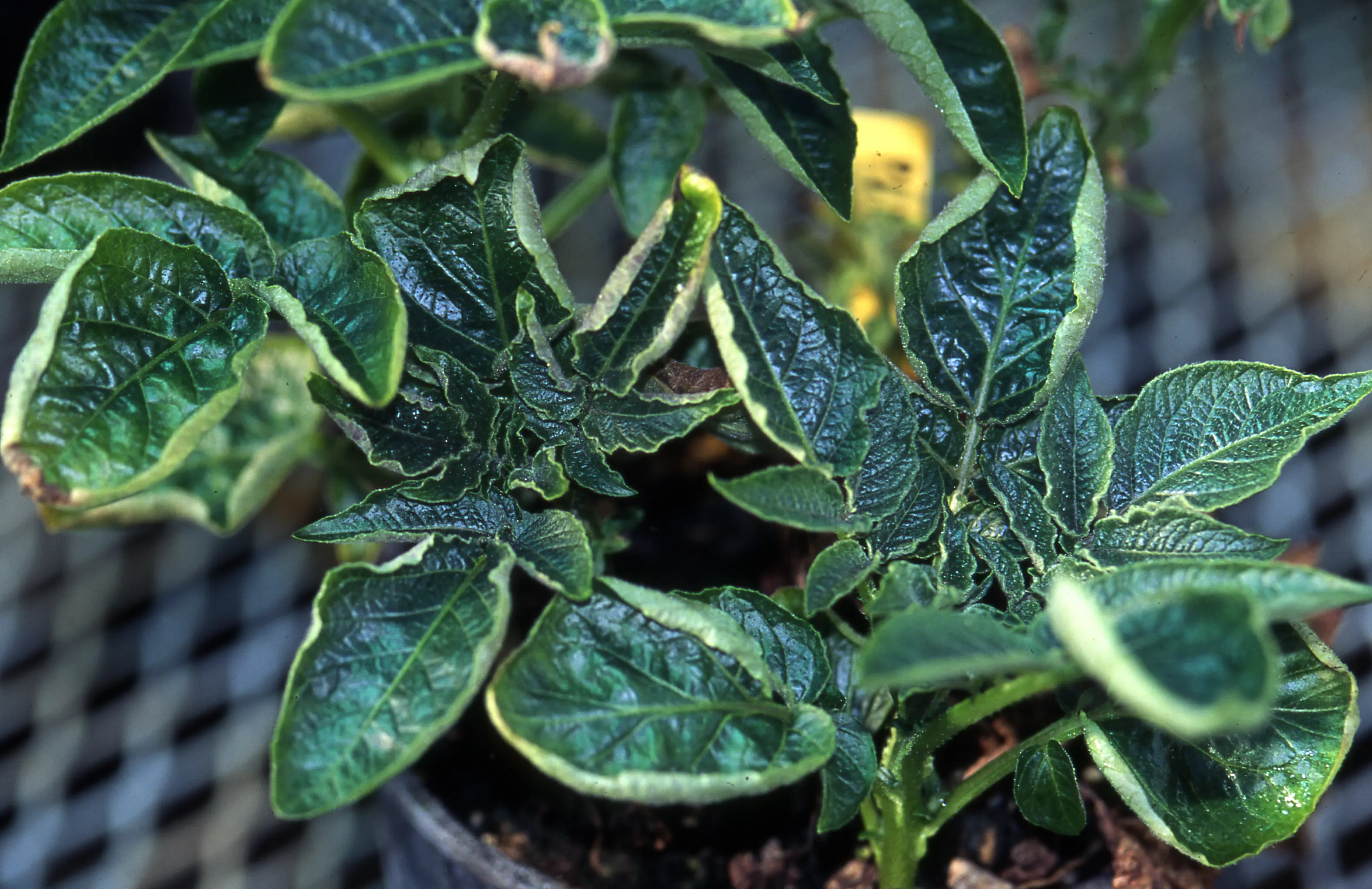 Feuilles de pomme de terre enroulées vers le haut à cause du virus PLRV