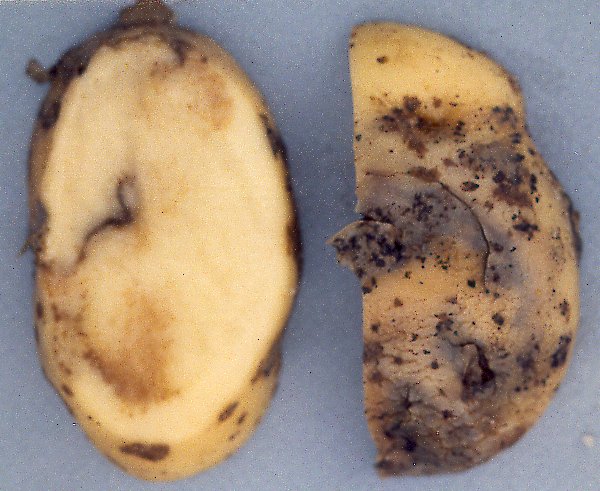 Tubercule de pomme de terre coupé montrant des lésions brunes de mildiou