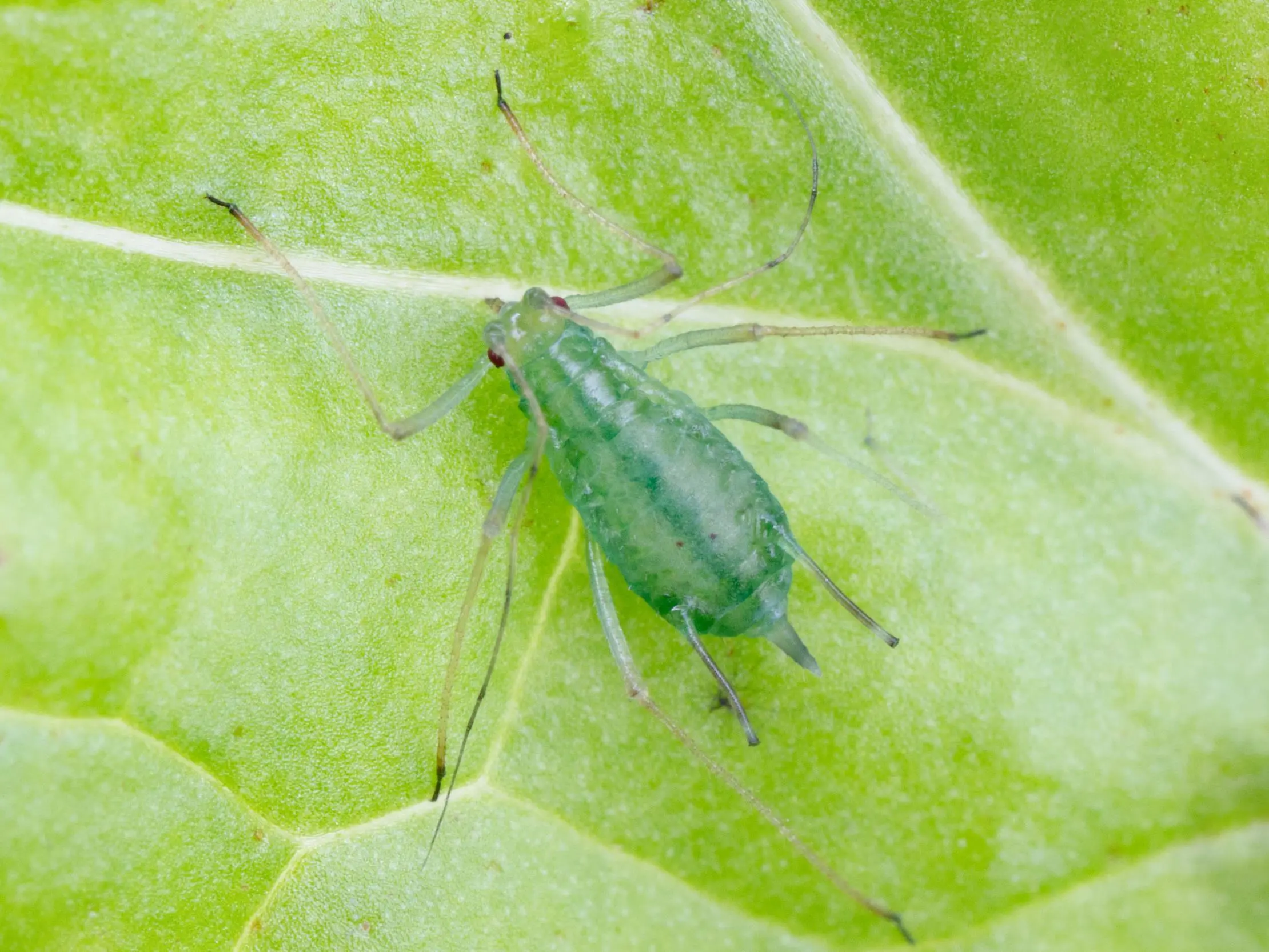 Puceron de la pomme de terre (Macrosiphum euphorbiae)