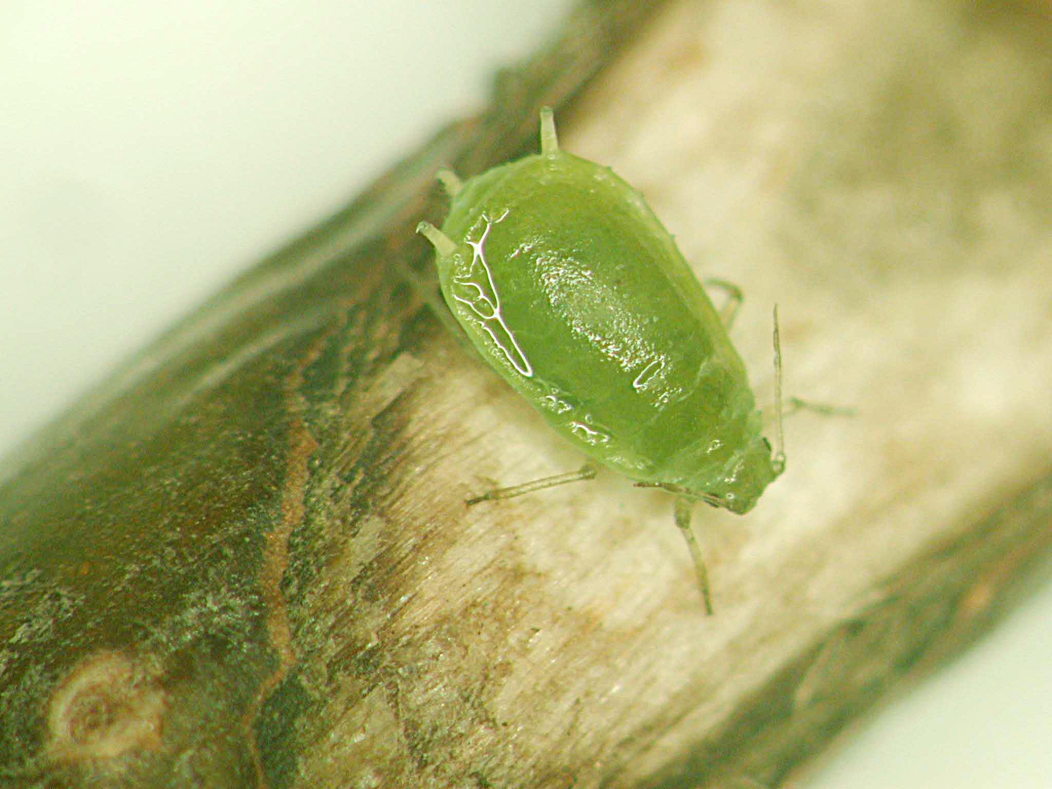 Puceron du nerprun (Aphis nasturtii)
