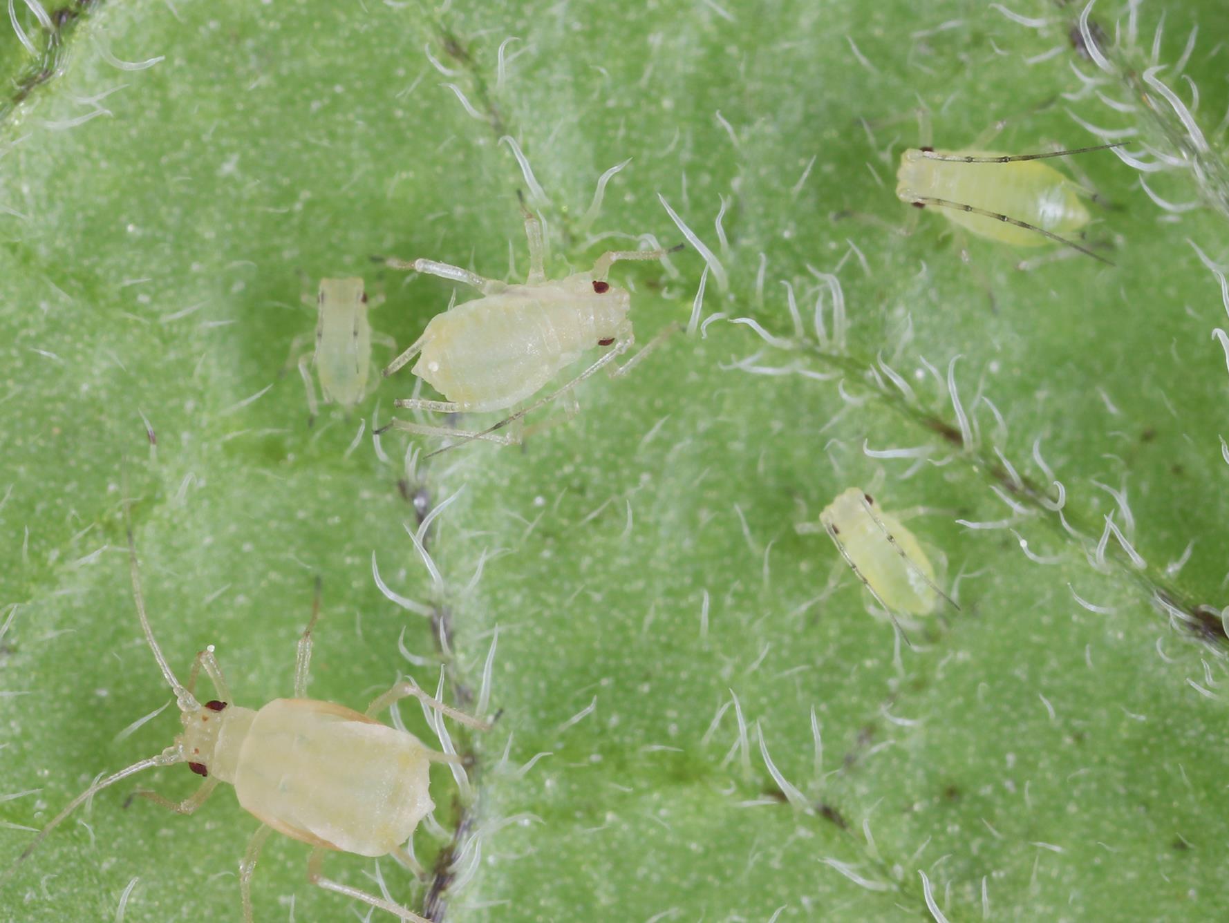 Puceron vert du pêcher (Myzus persicae)