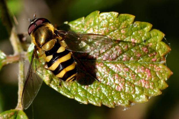Syrphe (Syrphus ribesii)