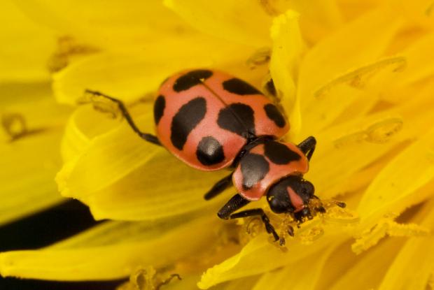 Coccinelle (Coleomegilla maculata)