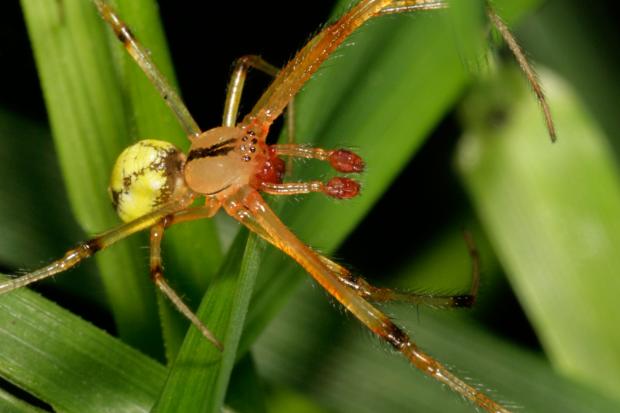 Araignée prédatrice de pucerons