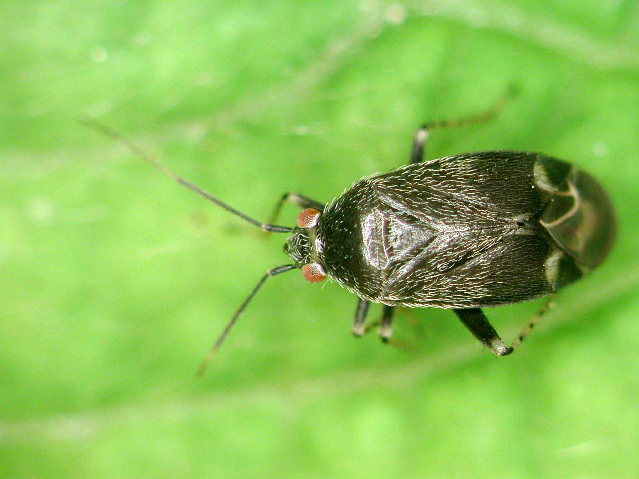 Punaise prédatrice (Mirides)