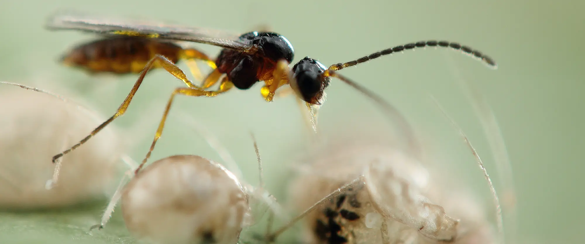 Guêpe parasitoïde de pucerons