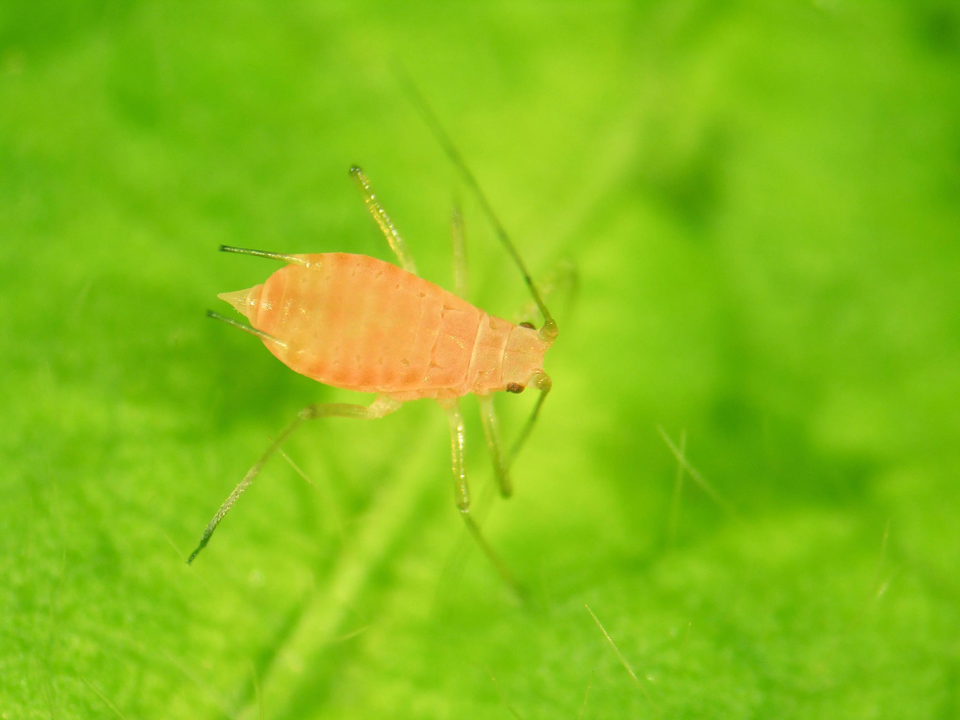 Puceron sur une feuille verte de pomme de terre