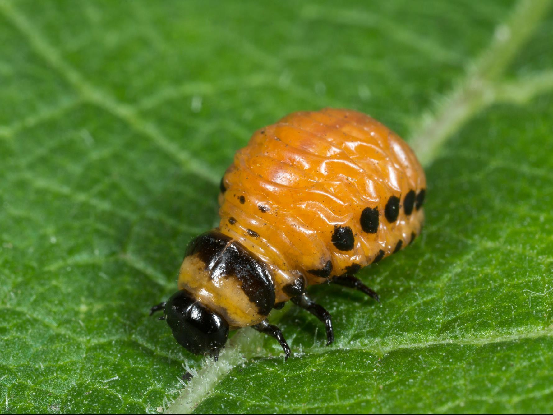 Larve de doryphore de la pomme de terre sur une feuille