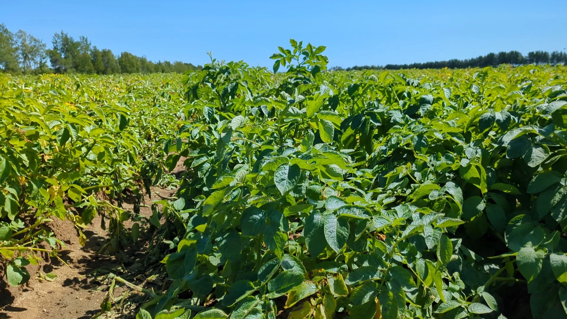 Plants de pomme de terre en plein champ