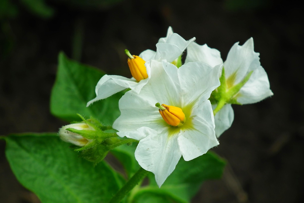 Fleurs blanches de pomme de terre en gros plan